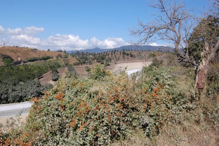 EXCELENTE FINCA EN VENTA SAN MIGUEL PETAPA SUR  - foto 1