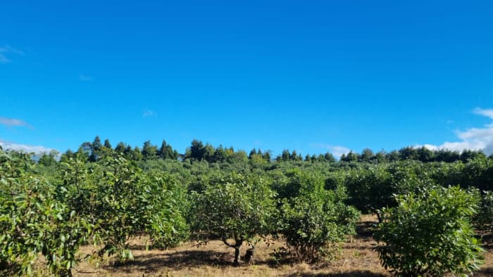 En venta finca aguacate Hass San Vicente Pacaya Esc - foto 1