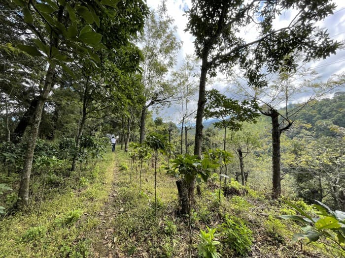 GANGA! FINCA de 19 MANZANAS en Milpas Altas  - foto 4