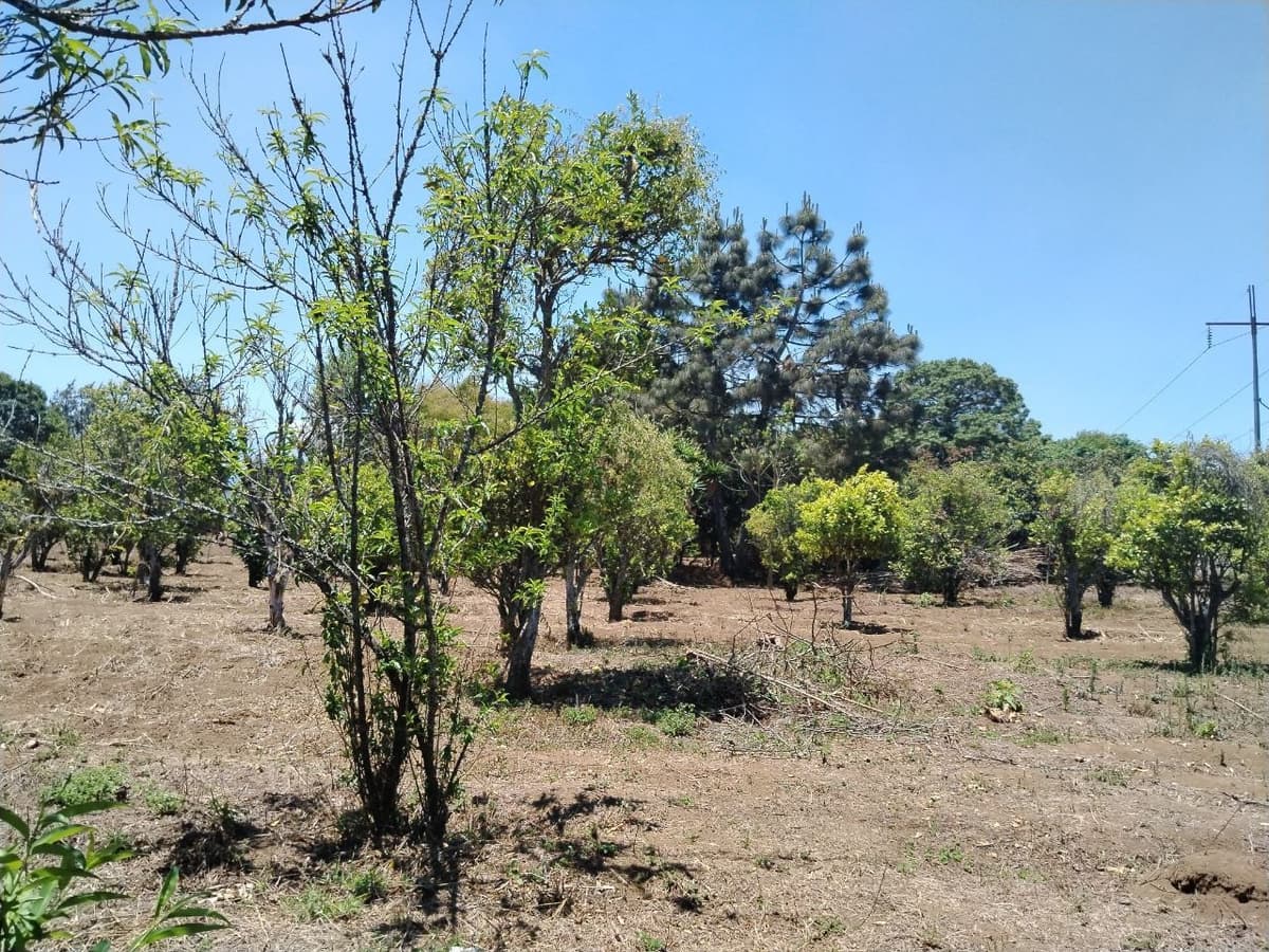 TERRENO EN VENTA EN CHIMALTENANGO - foto 4