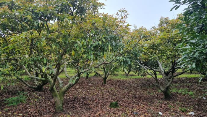 En venta finca aguacate Hass San Vicente Pacaya Esc - foto 3