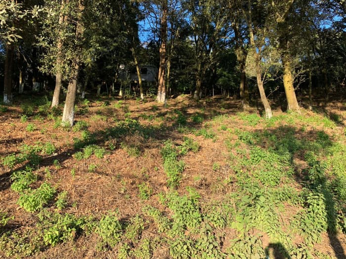 se vende terreno de mas de 1/2 manzana en Choacorral - foto 4