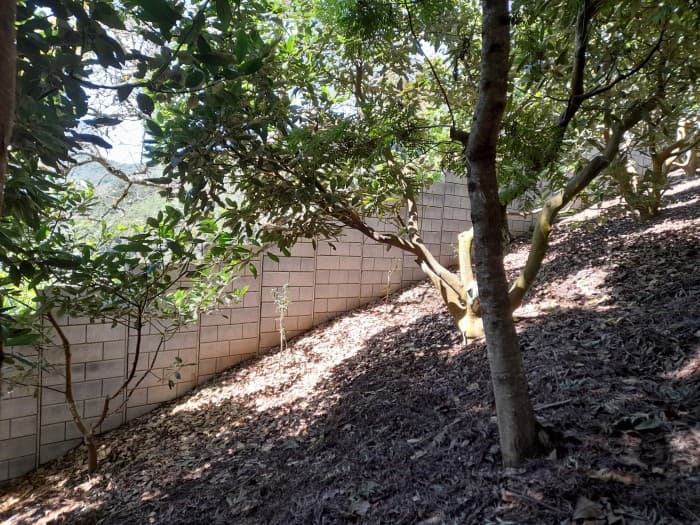 Oportunidad Propiedad En Venta Carretera a Yepocapa - foto 4