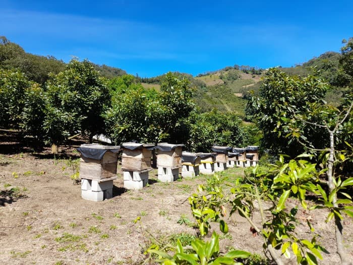 Oportunidad Propiedad En Venta Carretera a Yepocapa - foto 2