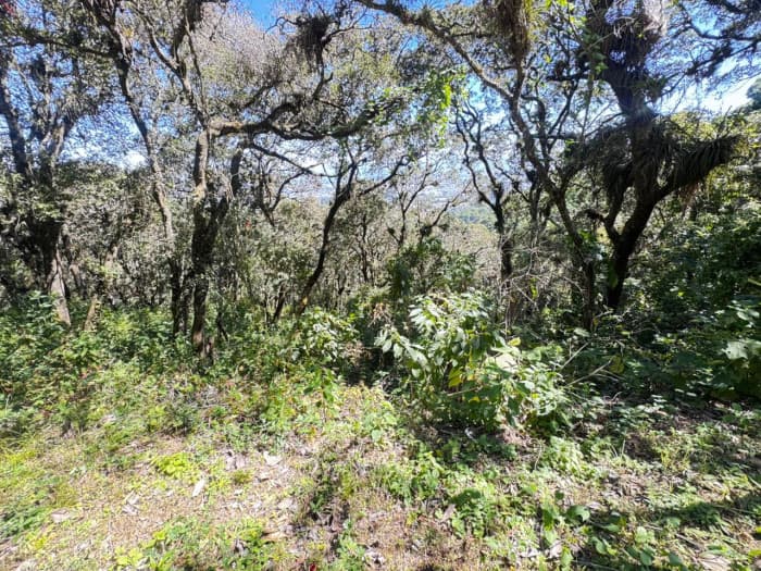Terreno Residencial en Venta en Zona 1, Mixco, Guatemala - foto 4