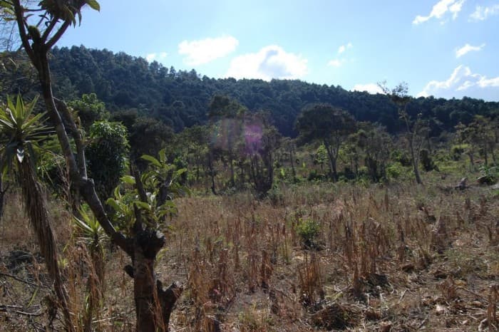 EXCELENTE FINCA EN VENTA SAN MIGUEL PETAPA SUR  - foto 4