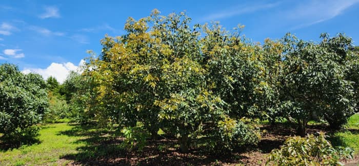 En venta finca aguacate Hass San Vicente Pacaya Esc - foto 4