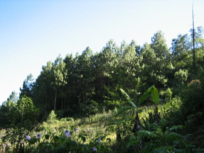 En Venta Finca San Juan Chamelco, Coban - foto 3