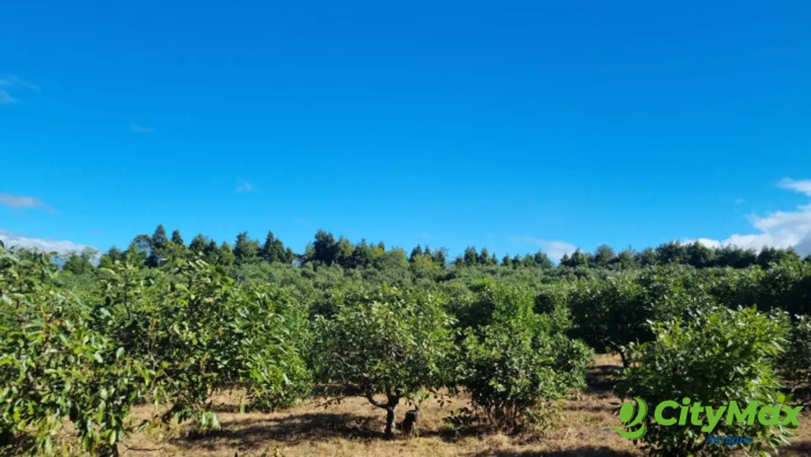 En venta finca aguacate Hass San Vicente Pacaya Esc - foto 1