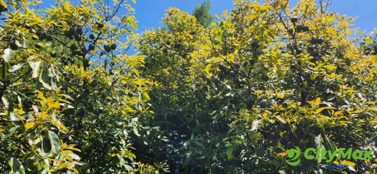 En venta finca aguacate Hass San Vicente Pacaya Esc - foto 5