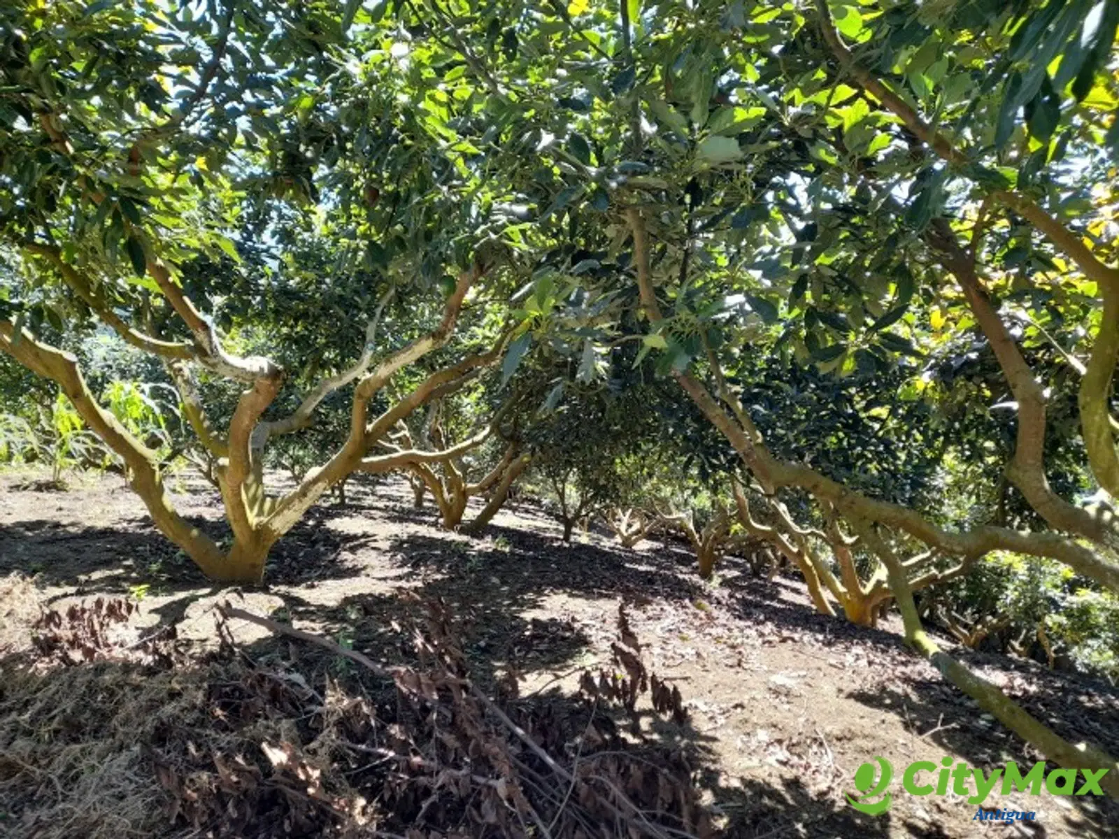 Oportunidad Propiedad En Venta Carretera a Yepocapa - foto 7