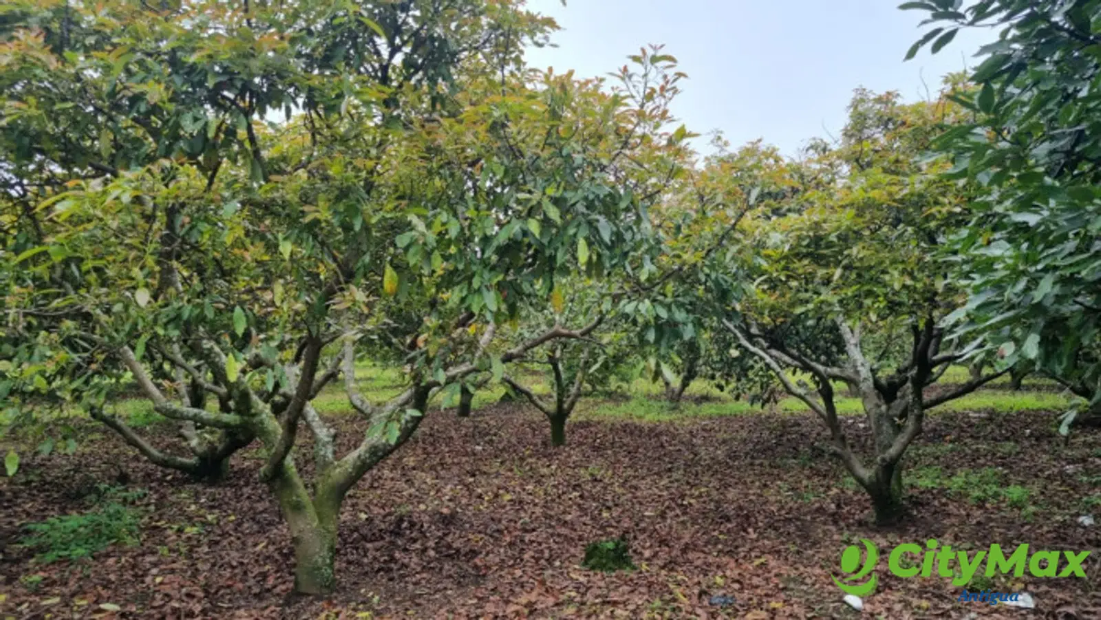 En venta finca aguacate Hass San Vicente Pacaya Esc - foto 3