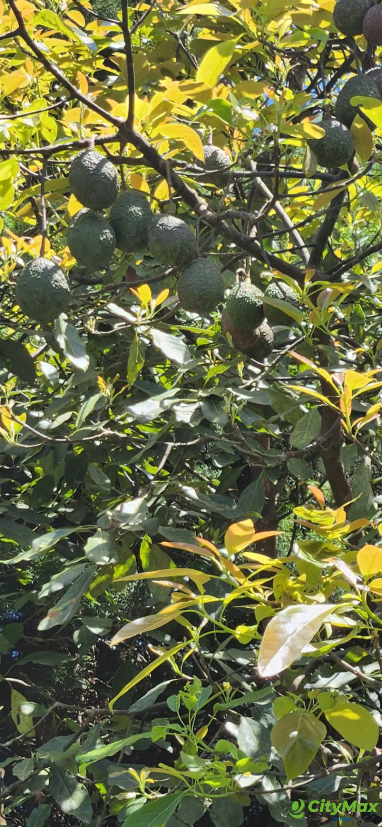 En venta finca aguacate Hass San Vicente Pacaya Esc - foto 6