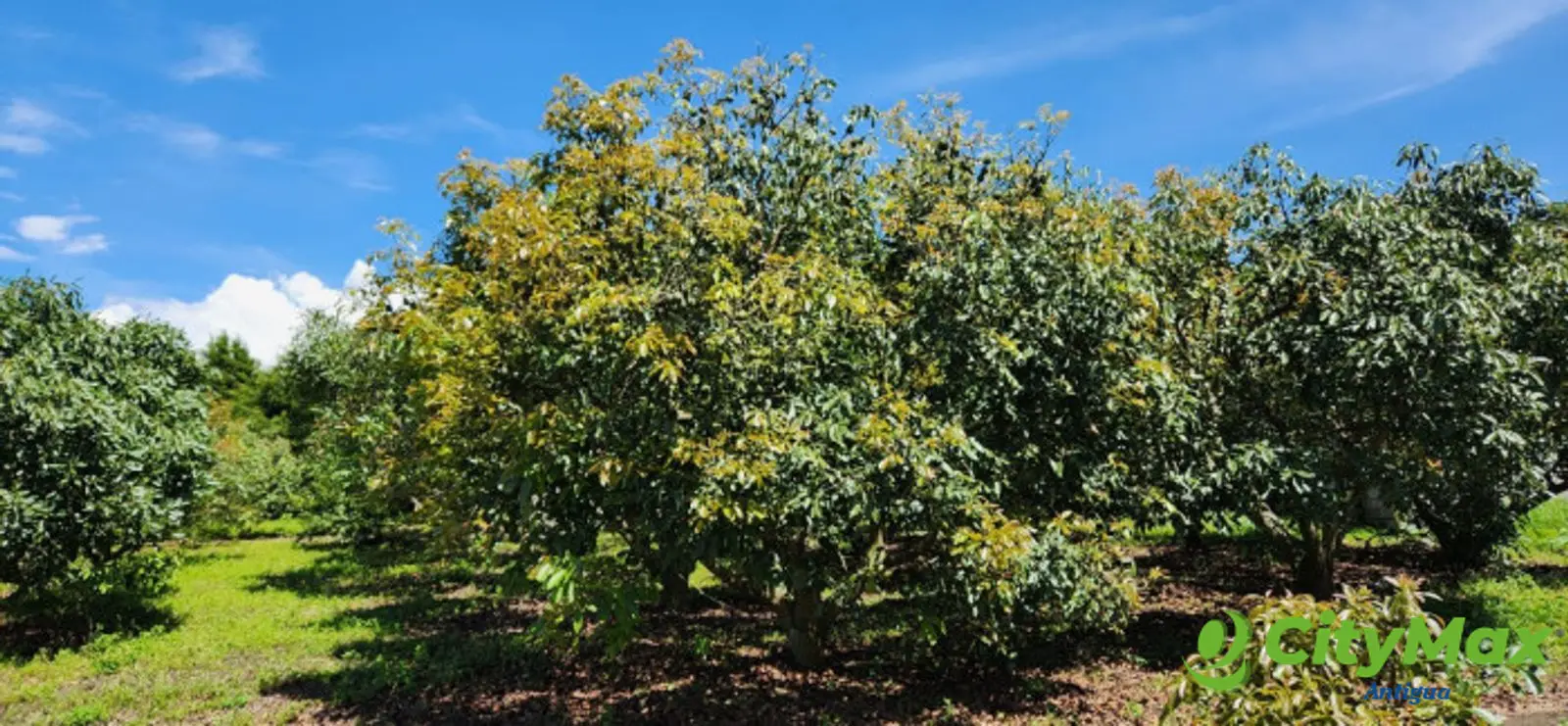 En venta finca aguacate Hass San Vicente Pacaya Esc - foto 4